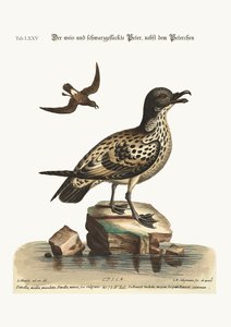 白と黒の斑点のあるペテルリルと小さなペテルリル、1749-73 作： George Edwards
